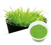ADA 挖耳草 Utricularia graminifolia IC205